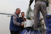 Выпуск молоди стерляди в реку Волгу