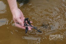 Выпуск молоди стерляди в реку Волгу