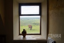 Красногорбатовская корова