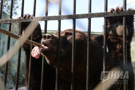 Показательные кормления животных прошли в нижегородском зоопарке Лимпопо