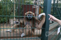 Кормление белоруких гиббонов