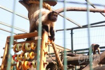 Кормление бурых капуцинов