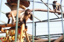 Кормление бурых капуцинов