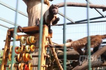 Кормление бурых капуцинов