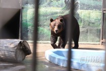 Угощение медведей любимым их лакомством - медом