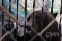 Угощение медведей любимым их лакомством - медом