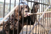 Угощение медведей любимым их лакомством - медом