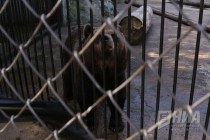 Угощение медведей любимым их лакомством - медом