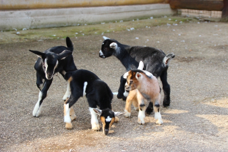 Ослик и четверо карликовых козлят родились в нижегородском зоопарке Лимпопо