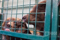 Медведи из цирковой программы Баронеты