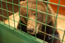 Цирковой медведь