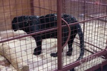 Черная пантера в вольере