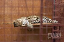 Цирковой леопард