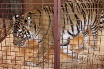 Тигр в вольере