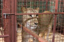 Львы в вольере