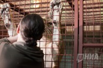 Львица и дрессировщик Андрей Широкалов