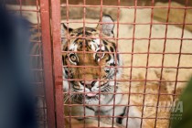 Цирковой тигр