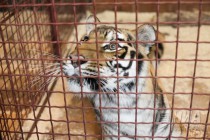 Цирковой тигр