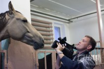 Дрессированные лошади