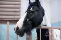 Дрессированные лошади