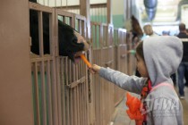 Дрессированные лошади