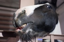 Дрессированные лошади