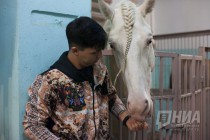 Дрессированные лошади