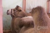 Цирковые верблюды