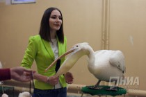 Дрессированные пеликаны