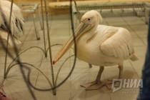 Дрессированные пеликаны