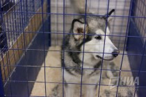 Дрессированные хаски и маламуты