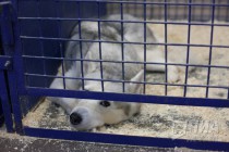 Дрессированные хаски и маламуты