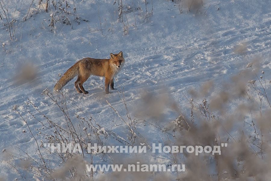 Карантин из-за бешеной лисы введен в Лысковском районе Нижегородской области