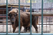 Зубрёнок родился в зоопарке Лимпопо в Нижнем Новгороде