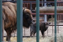 Зубрёнок родился в зоопарке Лимпопо в Нижнем Новгороде
