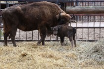 Зубрёнок родился в зоопарке Лимпопо в Нижнем Новгороде