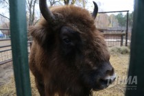 Зубрёнок родился в зоопарке Лимпопо в Нижнем Новгороде