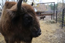 Зубрёнок родился в зоопарке Лимпопо в Нижнем Новгороде