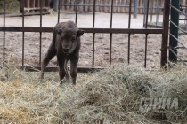 Зубрёнок родился в зоопарке Лимпопо в Нижнем Новгороде