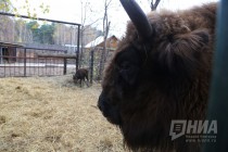 Зубрёнок родился в зоопарке Лимпопо в Нижнем Новгороде