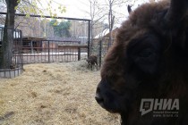Зубрёнок родился в зоопарке Лимпопо в Нижнем Новгороде