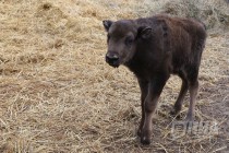 Зубрёнок родился в зоопарке Лимпопо в Нижнем Новгороде