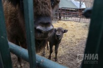 Зубрёнок родился в зоопарке Лимпопо в Нижнем Новгороде