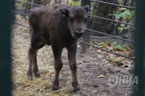 Зубрёнок родился в зоопарке Лимпопо в Нижнем Новгороде