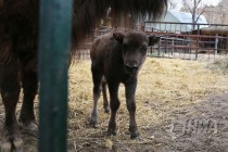 Зубрёнок родился в зоопарке Лимпопо в Нижнем Новгороде