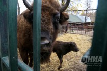 Зубрёнок родился в зоопарке Лимпопо в Нижнем Новгороде