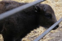 Зубрёнок родился в зоопарке Лимпопо в Нижнем Новгороде