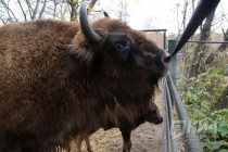Зубрёнок родился в зоопарке Лимпопо в Нижнем Новгороде