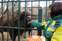 Зубрёнок родился в зоопарке Лимпопо в Нижнем Новгороде