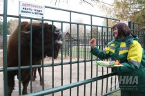 Зубрёнок родился в зоопарке Лимпопо в Нижнем Новгороде
